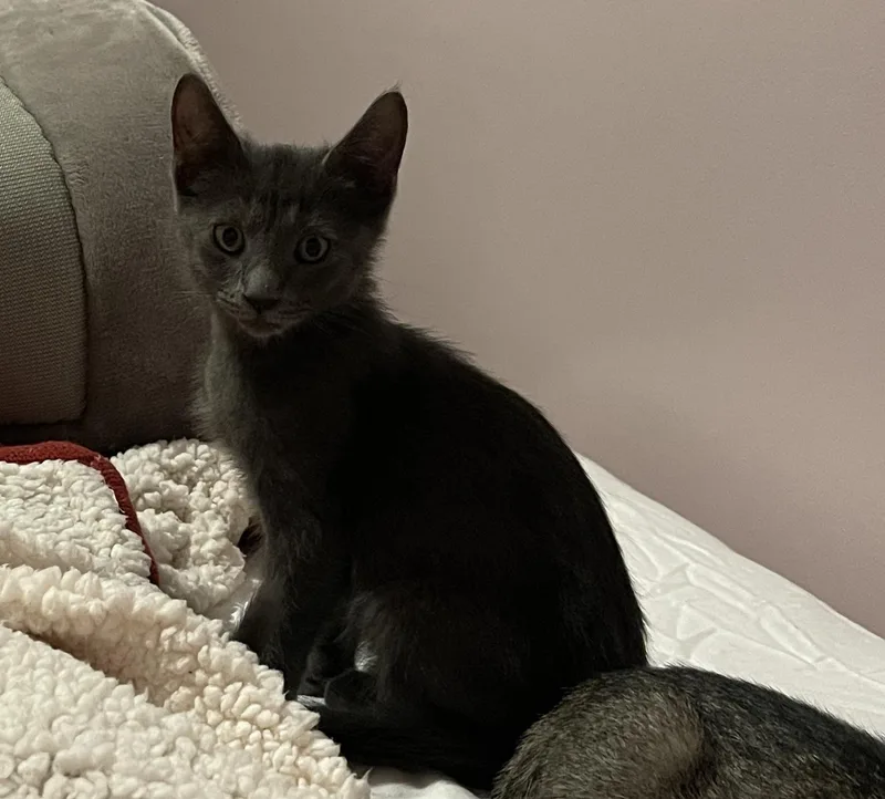 A baby medium-sized male Gray / Blue / Silver Domestic Short Hair cat named Hash Brown for adoption in Baltimore, MD