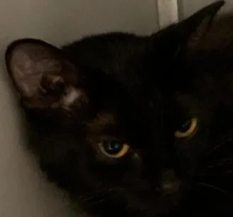 An adult medium-sized female Black Domestic Medium Hair cat named Breakfast for adoption in Anoka, MN
