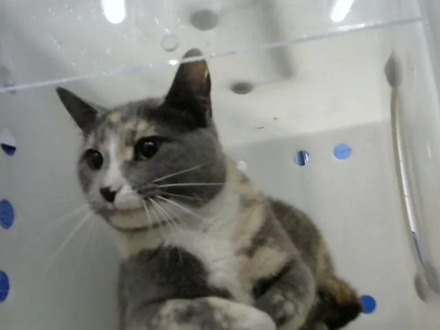 A young medium-sized female Domestic Short Hair cat named Donda for adoption in Albuquerque, NM