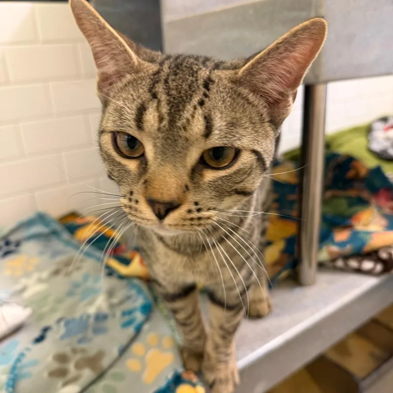 Herold And Beeble thumbnail 2