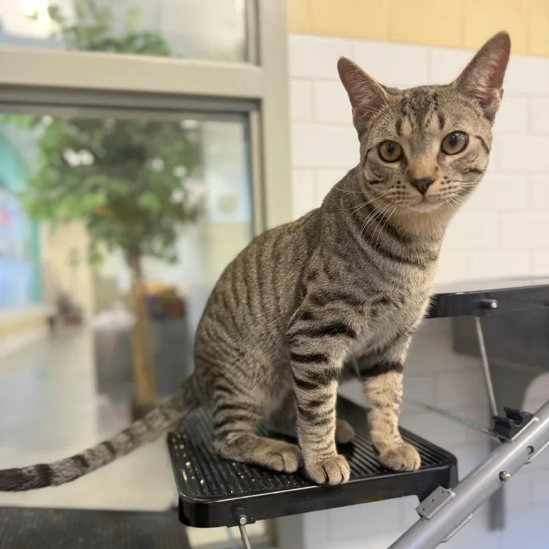 Herold And Beeble thumbnail 3