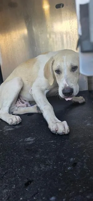 A young medium-sized male Labrador Retriever dog named Blanket for adoption in San Antonio, TX
