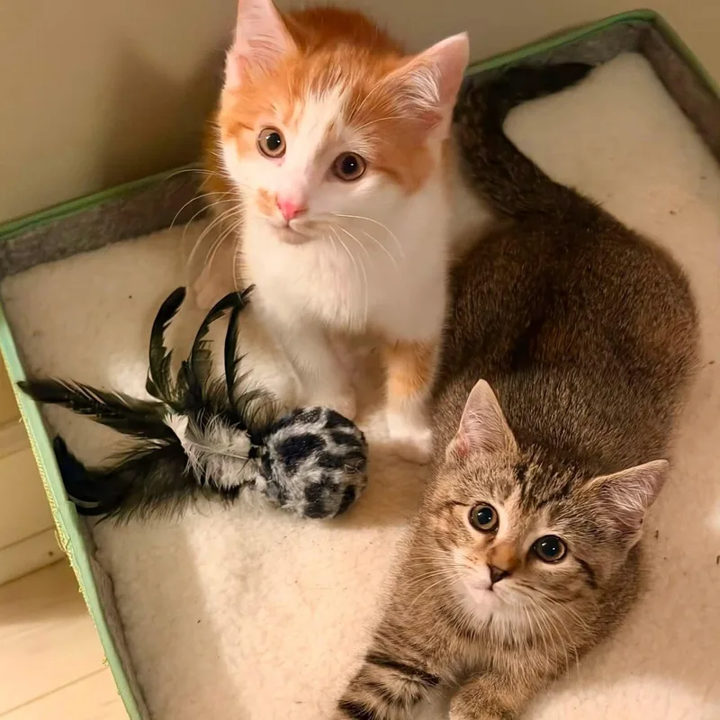 A baby medium-sized female Torbie Domestic Short Hair cat named Koala for adoption in Roanoke, VA