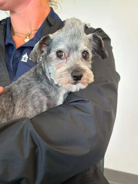 An adult small-sized male Shih Tzu dog named Oscar for adoption in Newport, KY