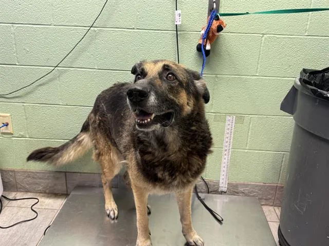 An adult large-sized male German Shepherd Dog dog named Mac for adoption in Grand Prairie, TX