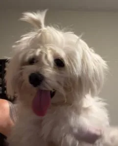 Fluffy