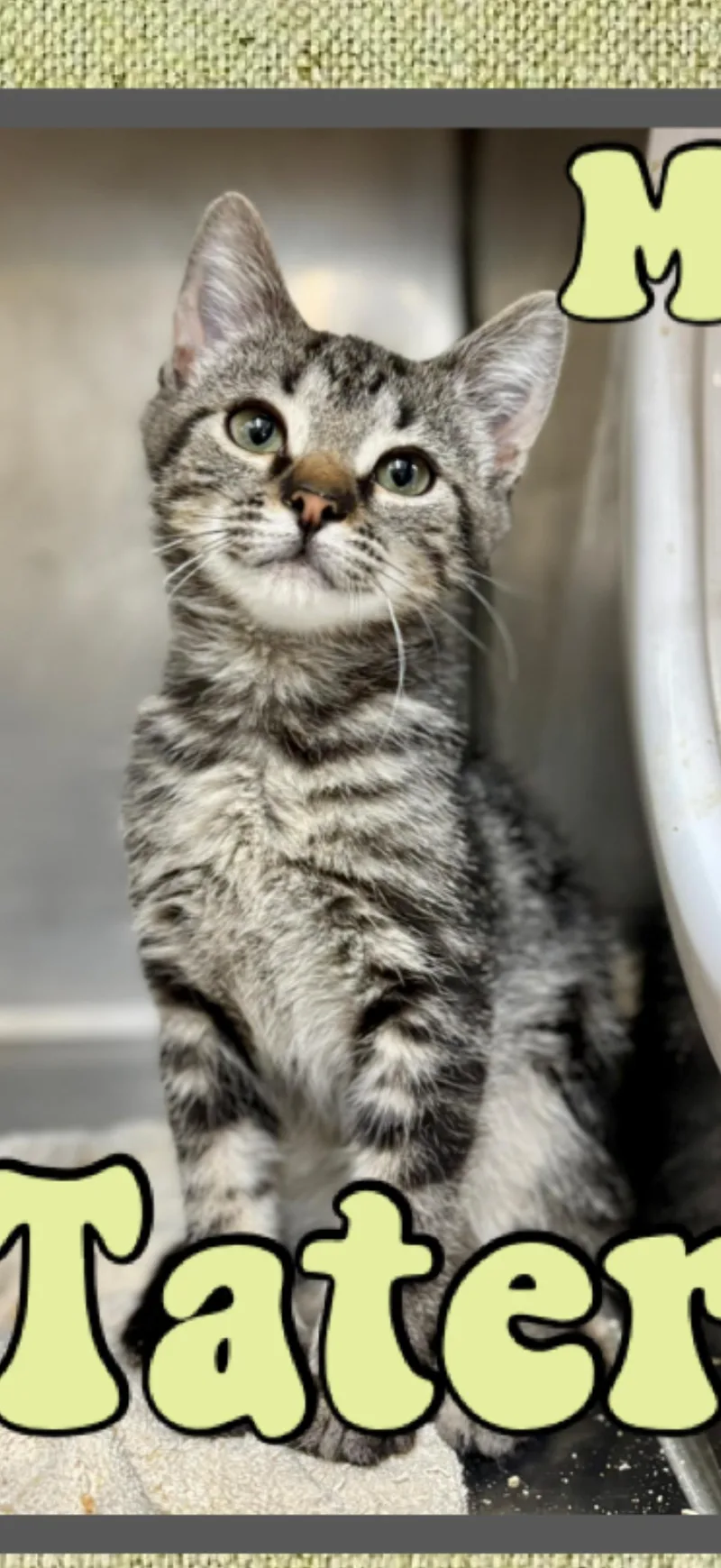A young medium-sized male Tabby (Brown / Chocolate) Domestic Short Hair cat named Tater for adoption in Marvin, NC