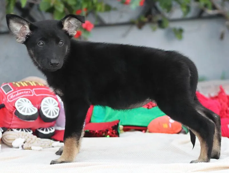 A baby large-sized female Black German Shepherd Dog dog named Cassie von Aken for adoption in Los Angeles, CA
