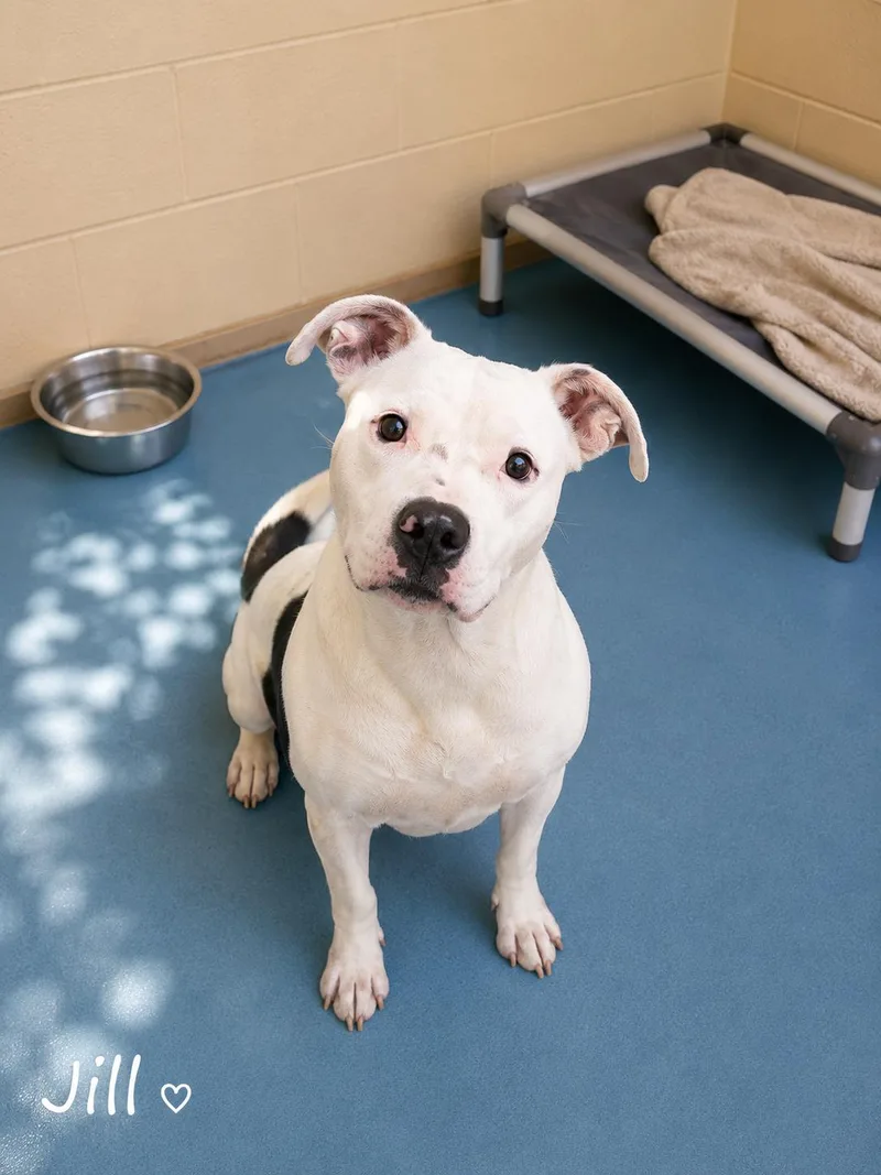 An adult medium-sized female White / Cream American Bully dog named Jill for adoption in Sylacauga, AL