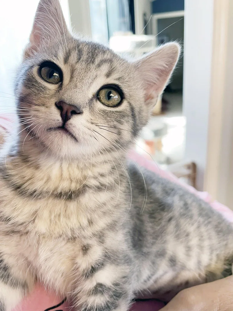A baby medium-sized female Tabby cat named Windy for adoption in Alameda, CA