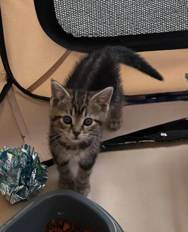 A baby medium-sized female Tabby (Gray / Blue / Silver) Tabby cat named Ivy for adoption in Independence, OH