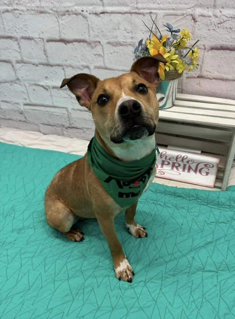 Greenie Bobeanie thumbnail 2