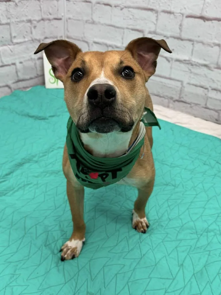 Greenie Bobeanie thumbnail 3