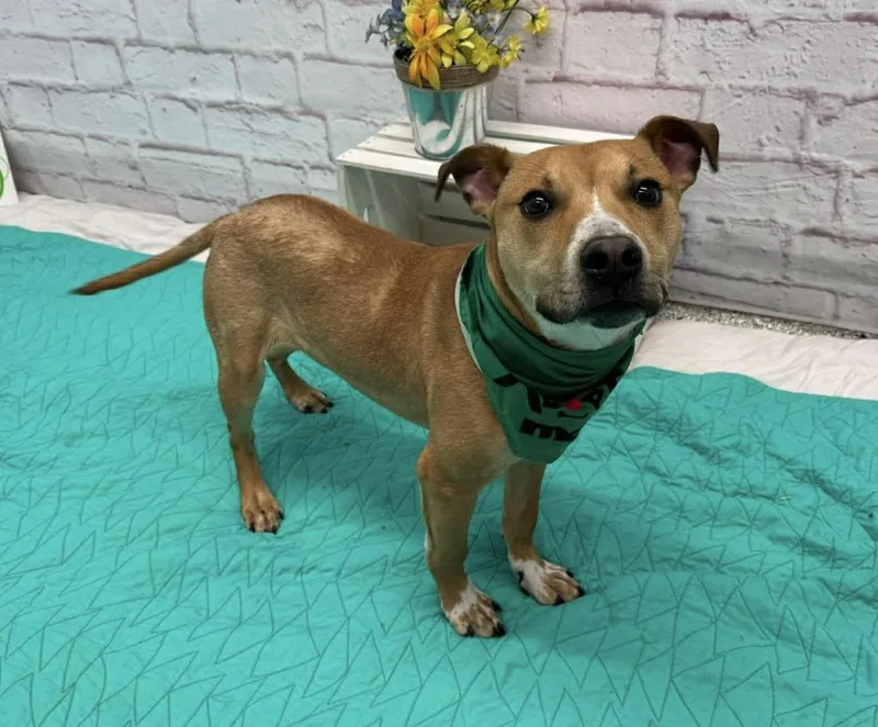 Greenie Bobeanie thumbnail 4