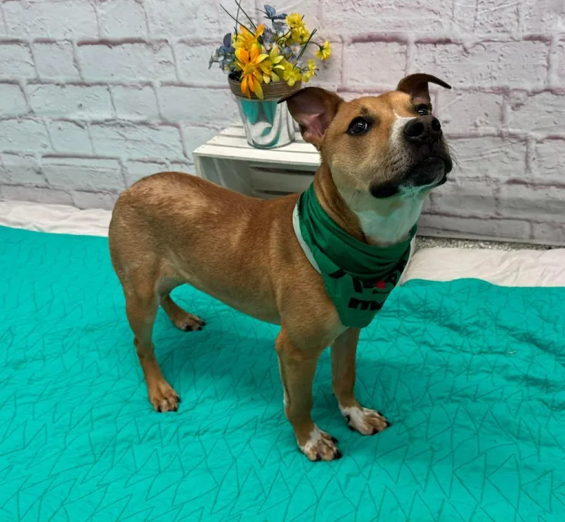 Greenie Bobeanie thumbnail 5