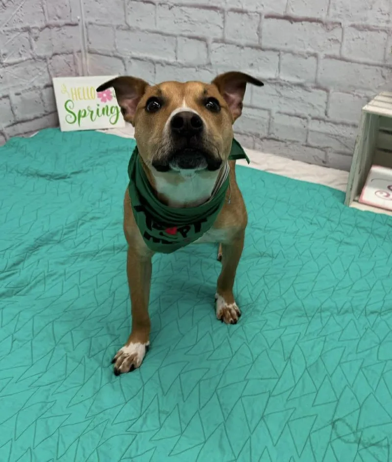 Greenie Bobeanie thumbnail 6