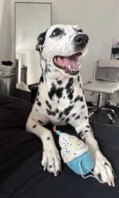 An adult medium-sized female White / Cream Dalmatian dog named BonnieManhattanlower East  NY for adoption in San Diego, CA