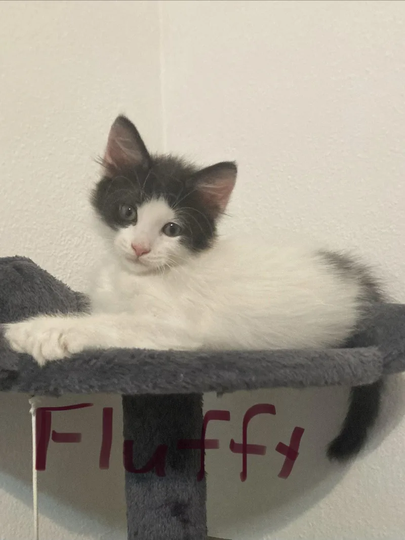 A baby medium-sized male Black & White / Tuxedo Domestic Short Hair cat named Fluffy for adoption in Oviedo, FL