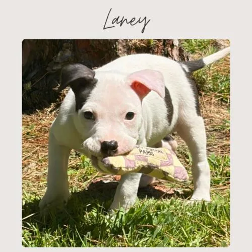 Laney thumbnail 3