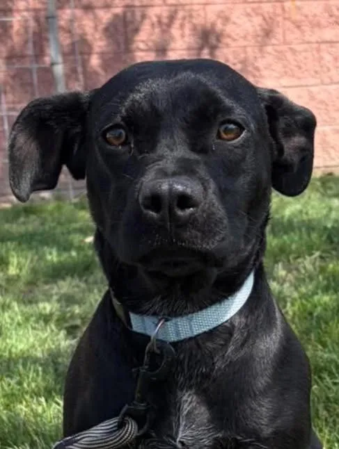 An adult medium-sized female Black Pit Bull Terrier dog named Jasmine for adoption in Maryville, MO