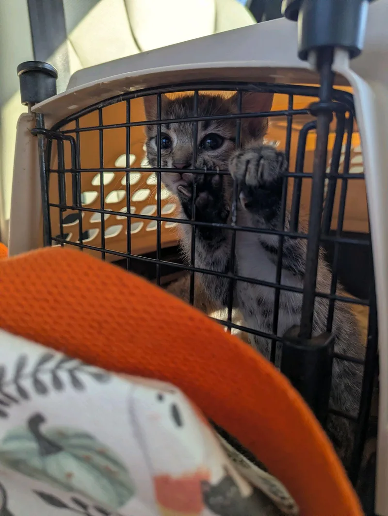 A baby medium-sized female Tabby (Gray / Blue / Silver) Tabby cat named Monica for adoption in Stanley, NC