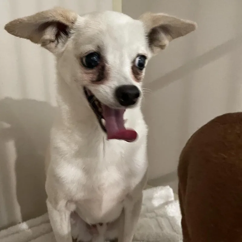 A senior small-sized male White / Cream Chihuahua dog named Spot for adoption in Port Charlotte, FL