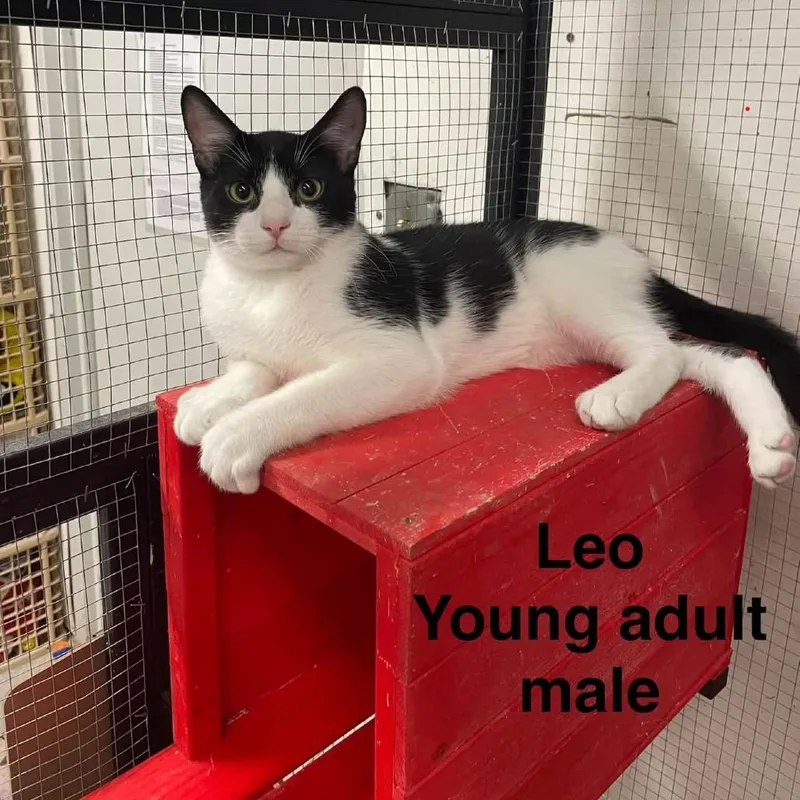 A baby small-sized male Black American Shorthair cat named Leo for adoption in Collinsville , OK