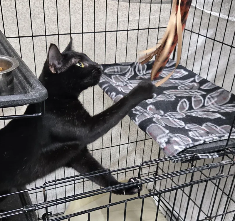 A young medium-sized female Black Domestic Short Hair cat named McKenzie for adoption in Mokena, IL