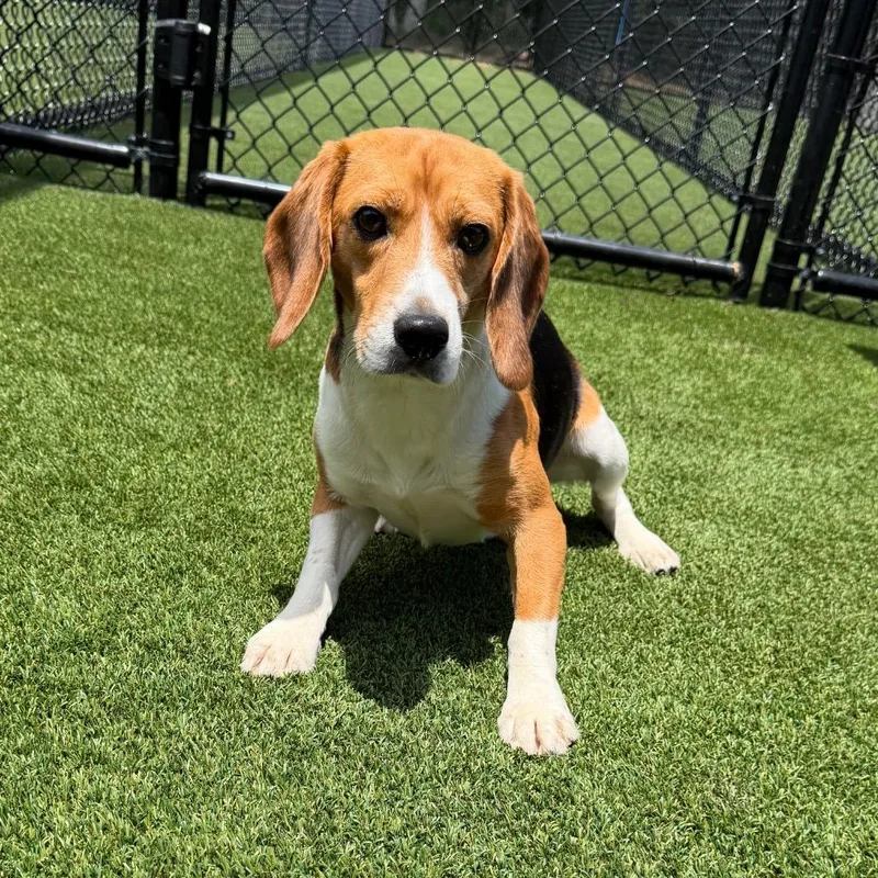 An adult medium-sized male White / Cream Beagle dog named Dave aka RQJ for adoption in LOXAHATCHEE, FL