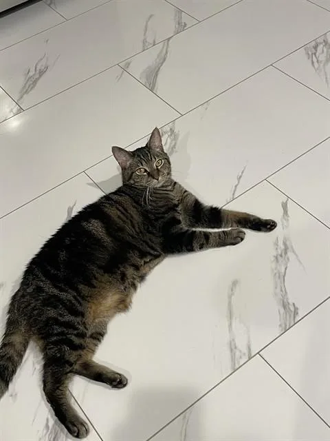 An adult small-sized female Domestic Short Hair cat named Shirley for adoption in Westminster, MD