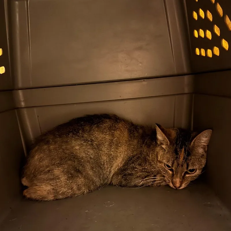 An adult medium-sized female Brown / Chocolate Domestic Short Hair cat named Enid for adoption in Bristol, IN