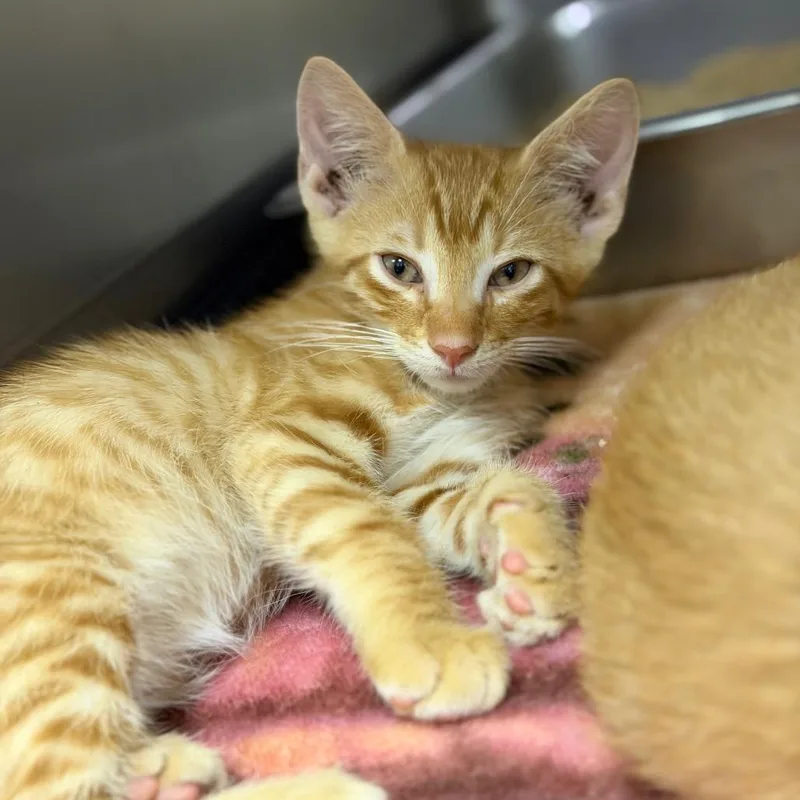 A baby small-sized male Orange / Red Domestic Short Hair cat named Curly for adoption in Fort Smith, AR
