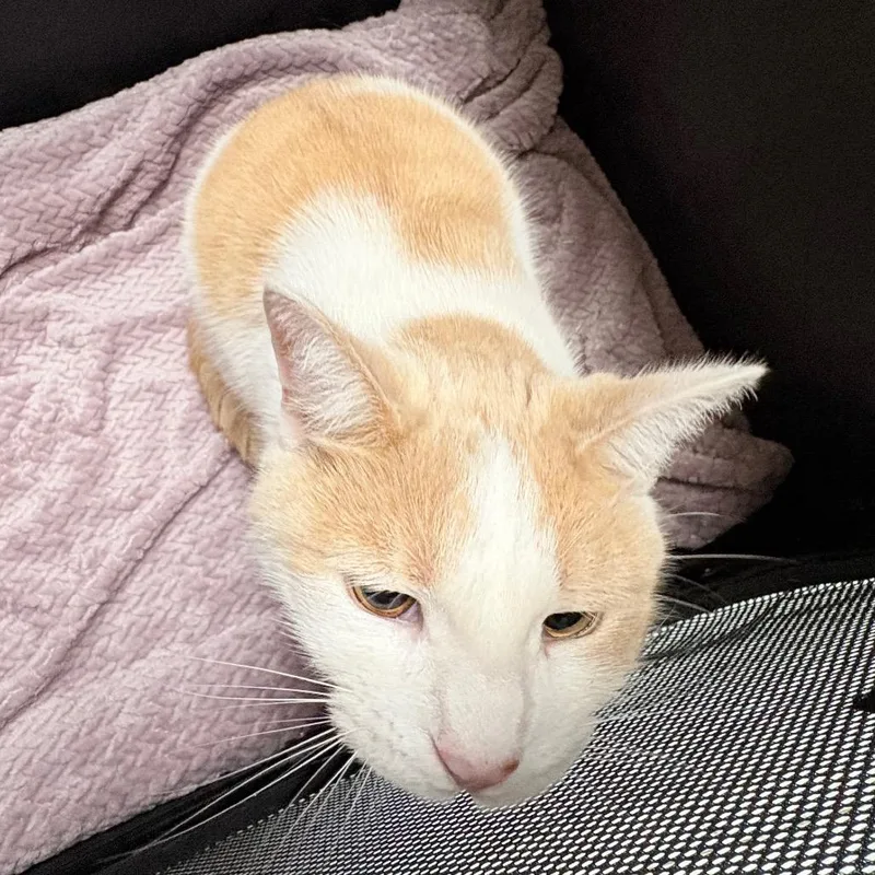 An adult small-sized male White Domestic Short Hair cat named Champion for adoption in Philadelphia, PA