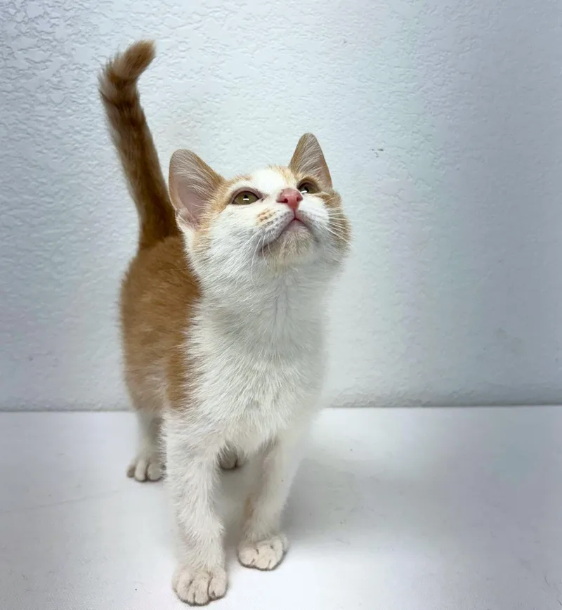 A baby medium-sized male Orange & White Domestic Short Hair cat named Creamsicle for adoption in Pasco, WA