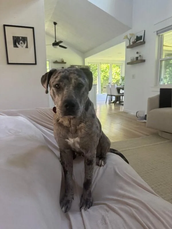 An adult medium-sized male Merle (Blue) Catahoula Leopard Dog dog named Sprinkles for adoption in Chattanooga, TN