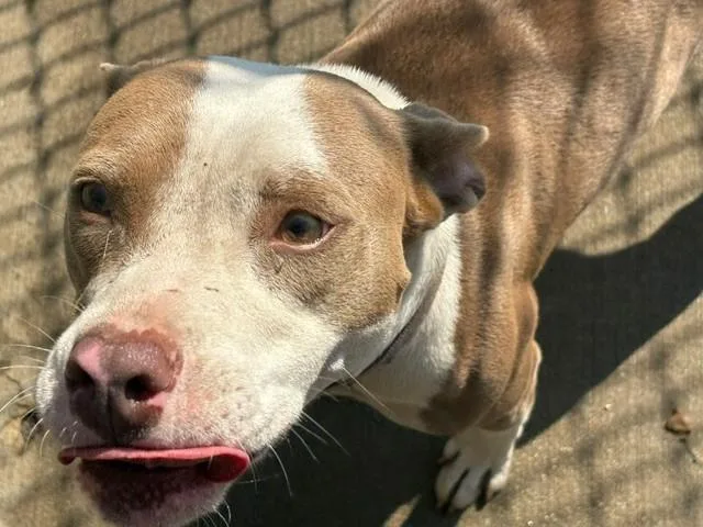 An adult medium-sized female Pit Bull Terrier dog named Maemae for adoption in Tulsa, OK