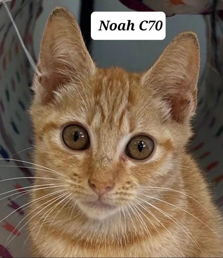 A baby medium-sized male Tabby (Orange / Red) Domestic Short Hair cat named Noah for adoption in Morganton, NC