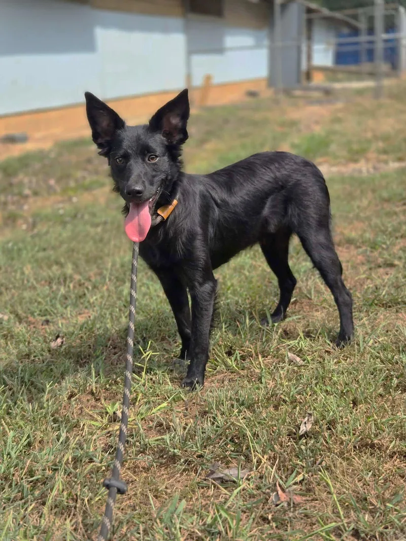 A young small-sized male Mixed Breed dog named Squirrel for adoption in Chatsworth, GA