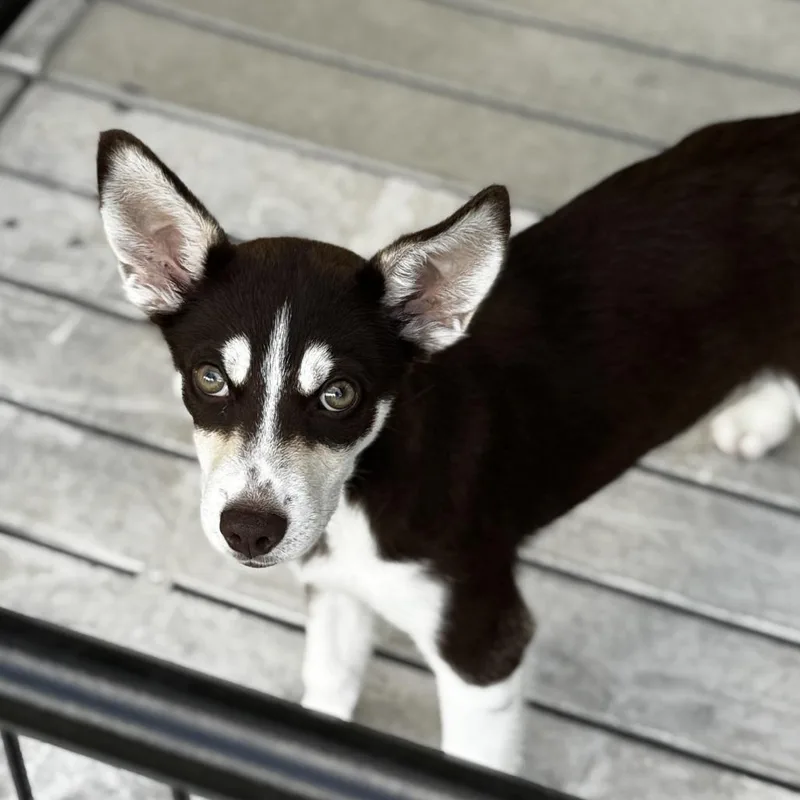 A baby medium-sized male Brown / Chocolate Husky dog named Weevil for adoption in Bradenton, FL
