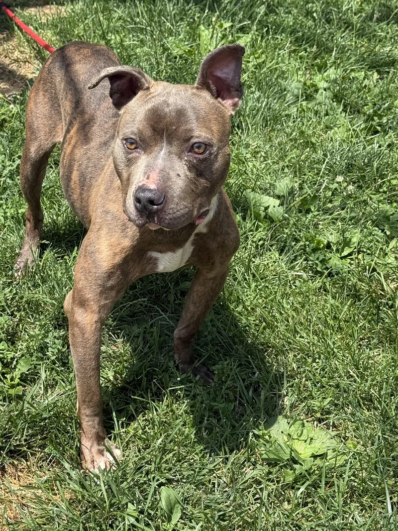 A young medium-sized male Pit Bull Terrier dog named Cyrus for adoption in Springfield, IL
