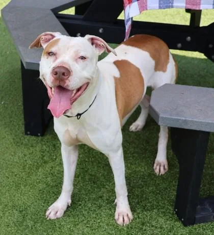 An adult medium-sized female Mixed Breed dog named Zulu for adoption in Athens, GA
