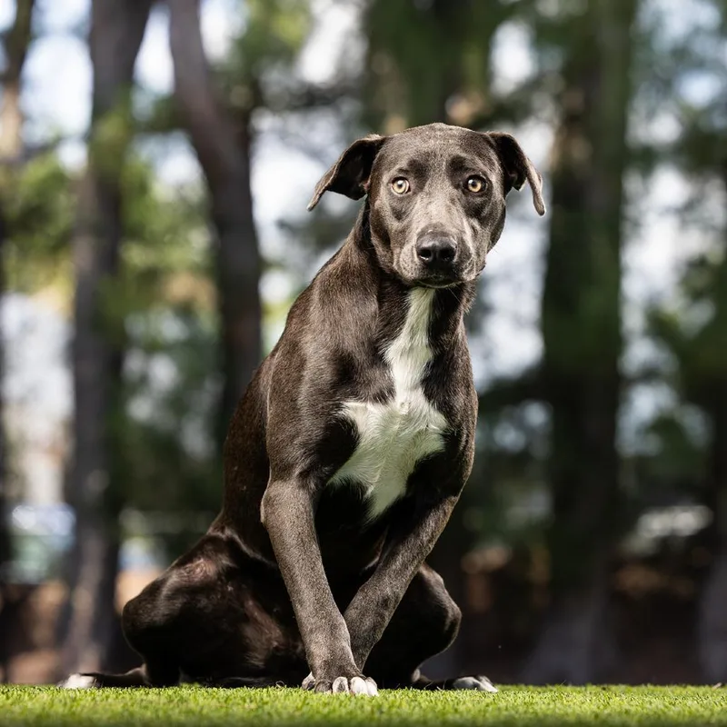 A young medium-sized female Gray / Blue / Silver Mixed Breed dog named Misty for adoption in Jupiter, FL