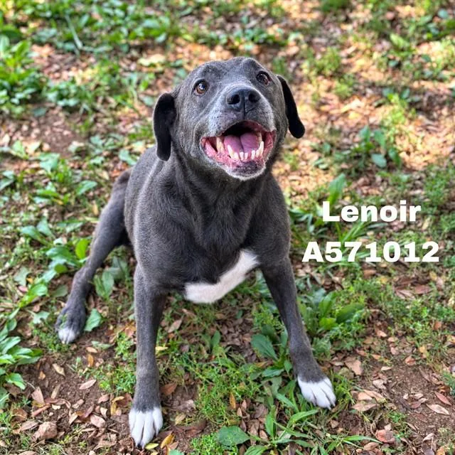 An adult medium-sized female Pit Bull Terrier dog named Lenoir for adoption in Huntsville, AL