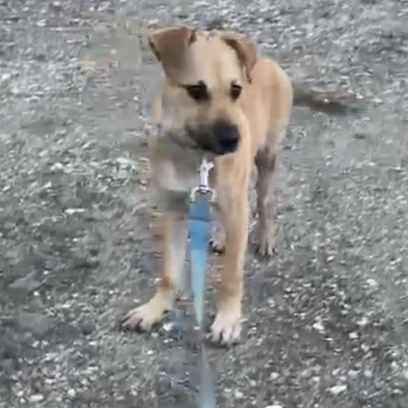 A baby small-sized female White / Cream Mixed Breed dog named Esperanza for adoption in Englewood, FL