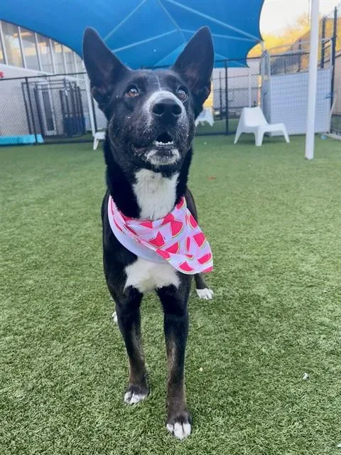 A young large-sized female Mixed Breed dog named Donna for adoption in Dallas, TX