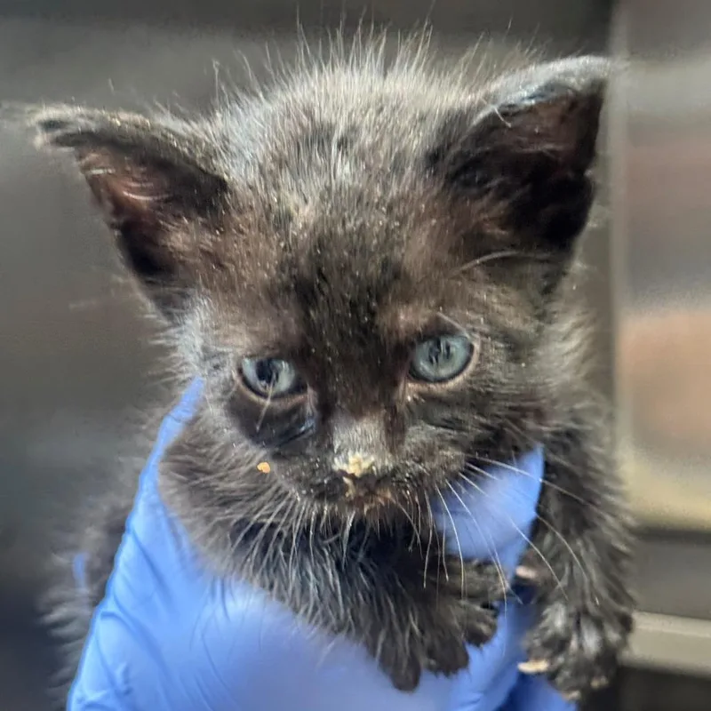 A baby small-sized female Black Domestic Short Hair cat named Phoenix for adoption in Hawthorne, CA