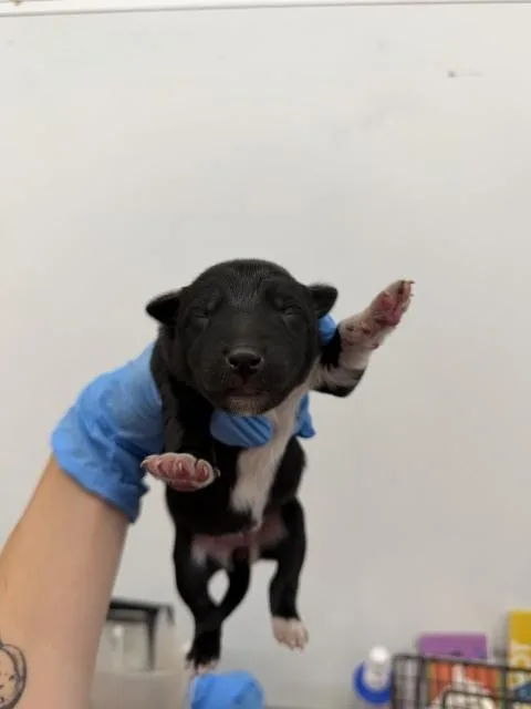 A baby small-sized female German Shepherd Dog dog named Rhymes for adoption in San Bernardino, CA