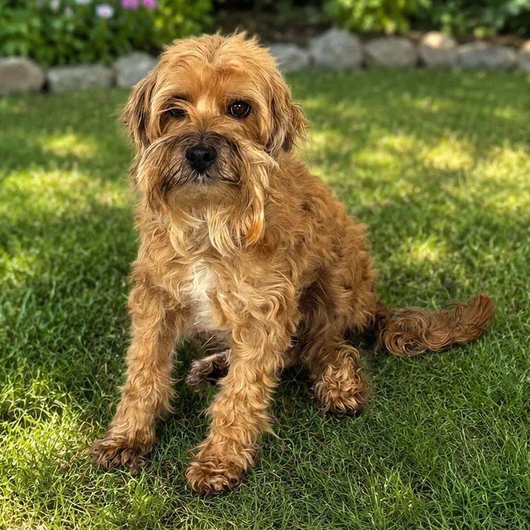 An adult small-sized male Brown / Chocolate Cockapoo dog named Max for adoption in Sonoma, CA