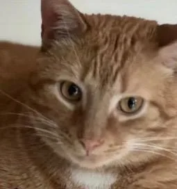 An adult medium-sized male Domestic Short Hair cat named George for adoption in Lancaster, PA