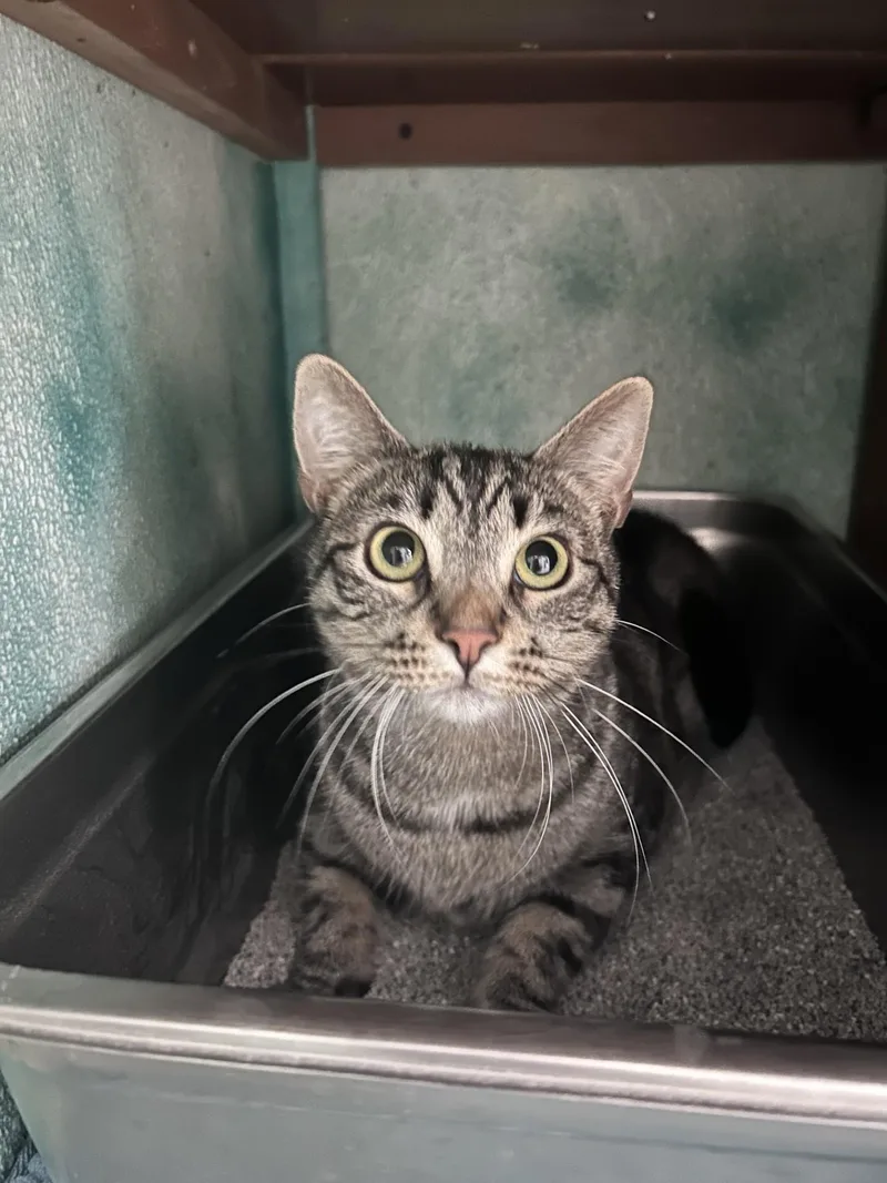 An adult large-sized female Domestic Short Hair cat named Roxy for adoption in Altoona, PA